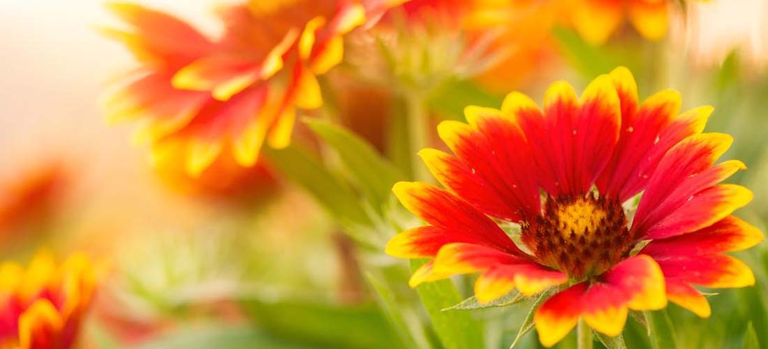 Fire on the Prairie Growing Blanket Flower from Seed Seed Needs LLC