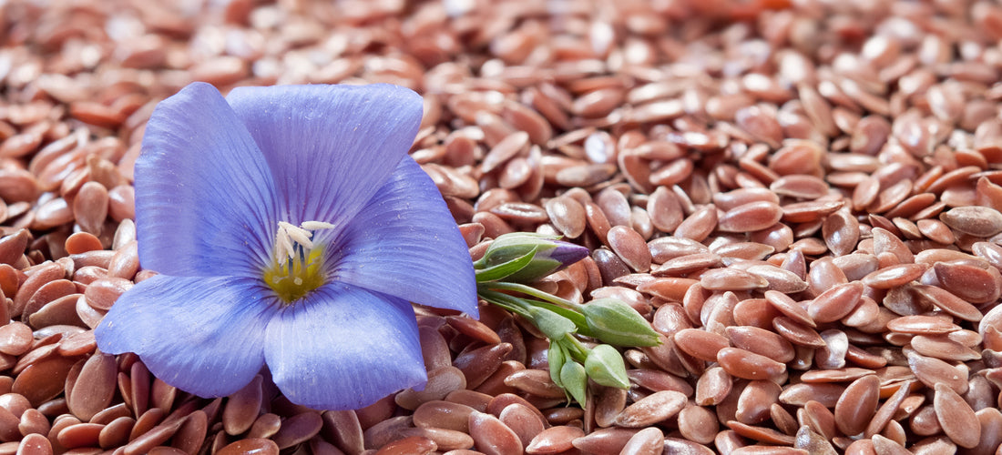 The Facts on Growing Flax from Seed Seed Needs LLC