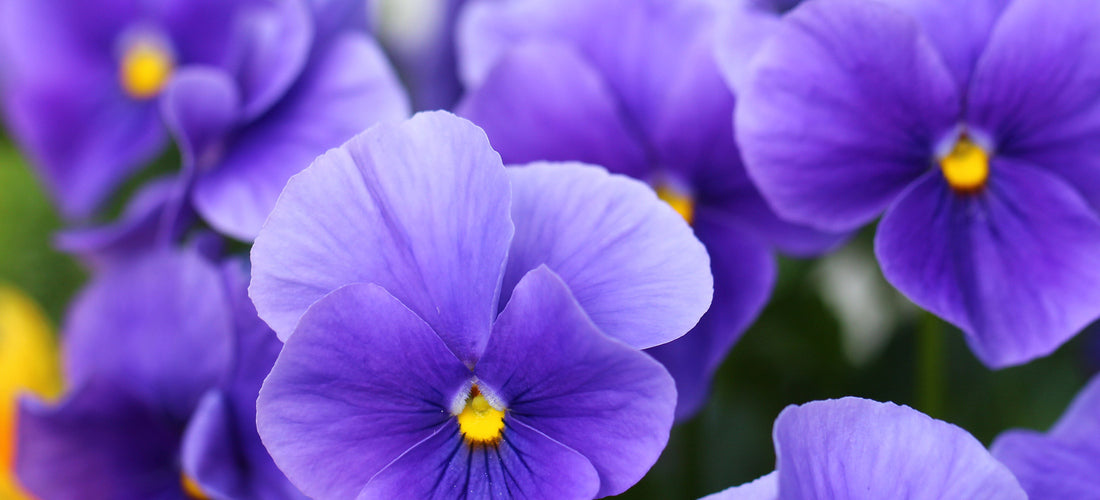 Voila! Violas! Growing Viola Cornuta From Seed Seed Needs LLC