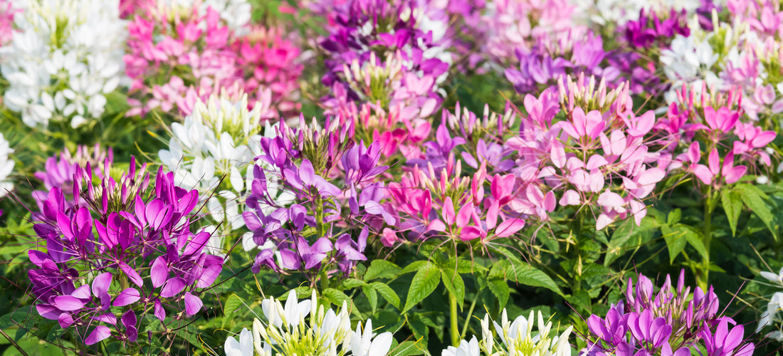 Growing Cleomes from Seed Seed Needs LLC