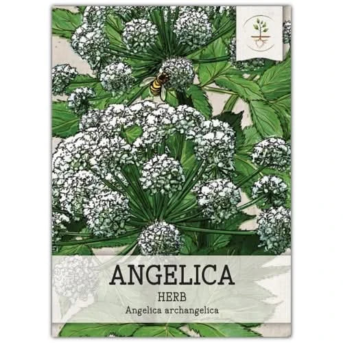 Angelica Herb Seeds (Angelica archangelica) - Seed Needs – Seed