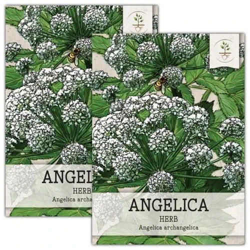 aska plant seeds Angelica Herb Seeds (Angelica archangelica)