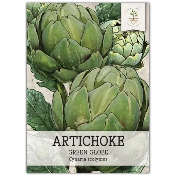 Green Globe Artichoke Seeds For Planting (Cynaria scolymus) Seed Needs –  Seed Needs LLC