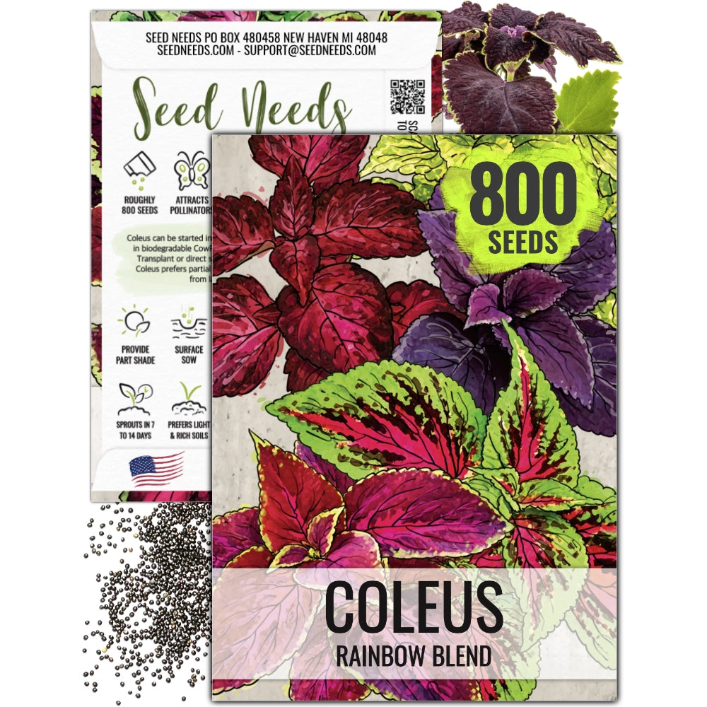 buy plant seeds near me Rainbow Coleus Seeds For Planting (Coleus blumei) Seed Needs – Seed Needs LLC