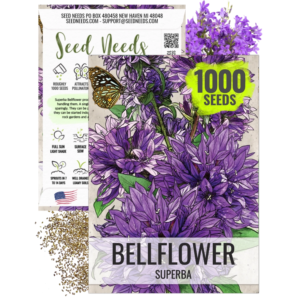 superbells flower seeds Bellflower Superba Seeds For Planting (Campanula glomerata) Seed Needs – Seed Needs LLC