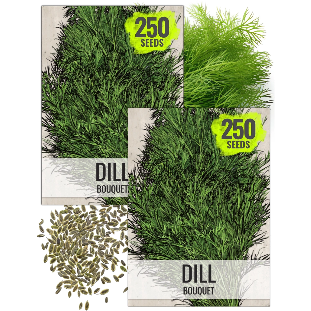Dill Herb Seeds For Planting (Anethum graveolens) – Seed Needs LLC