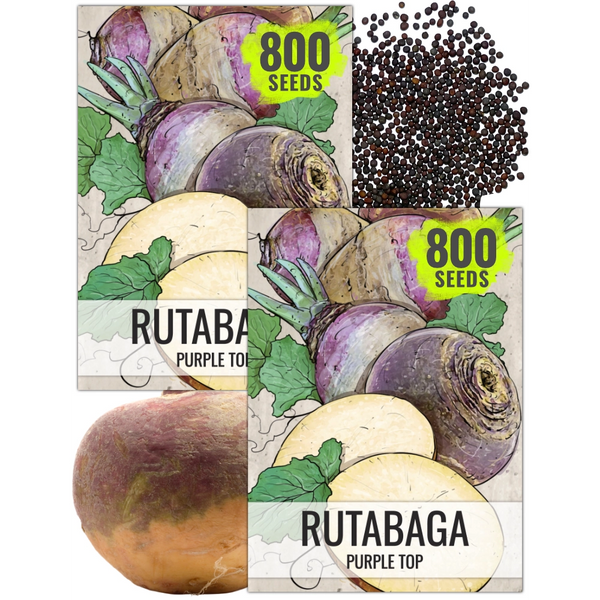 Purple Top Rutabaga Seeds For Planting (Brassica napus)
