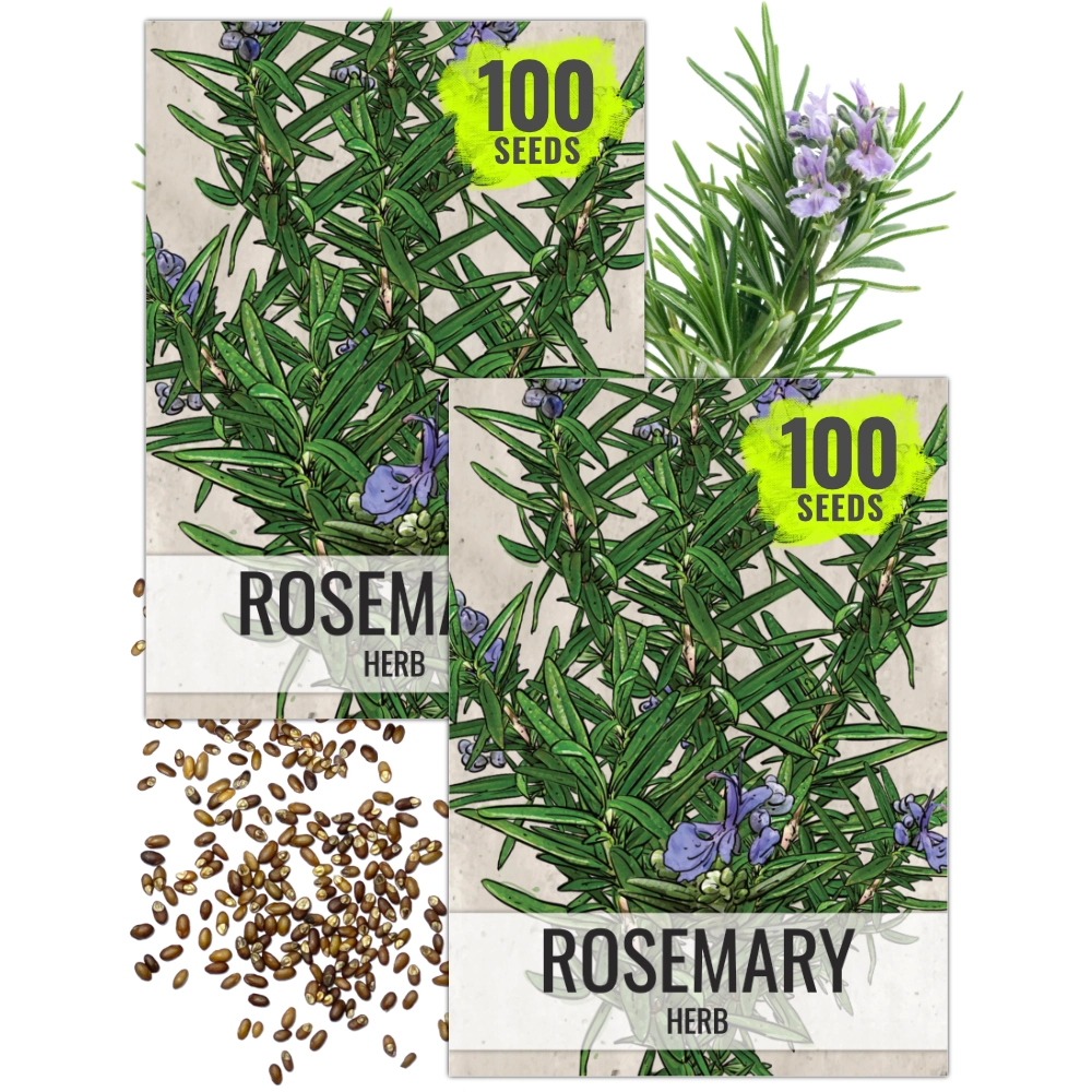 planting rosemary from seeds Rosemary Herb Seeds For Planting (Rosemarinus officinalis) Seed Needs – Seed  Needs LLC