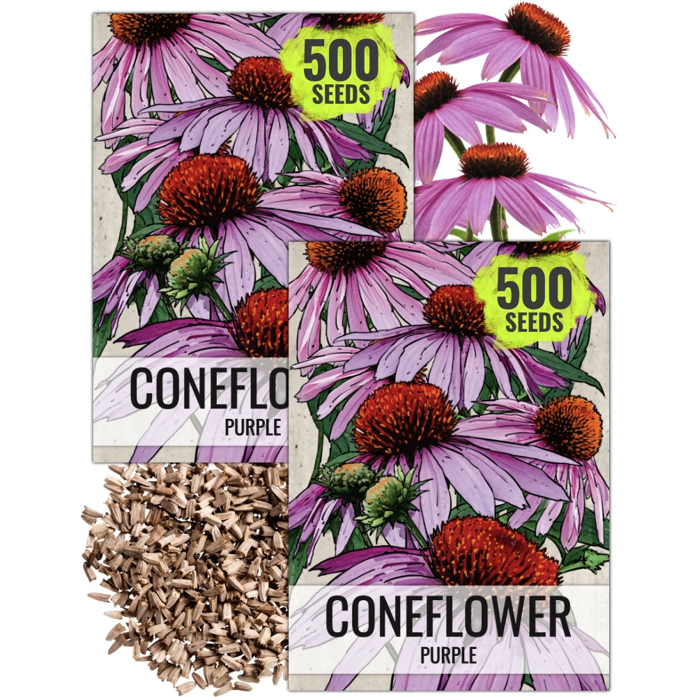Purple Coneflower Seeds For Planting (Echinacea purpurea) Seed Needs – Seed  Needs LLC