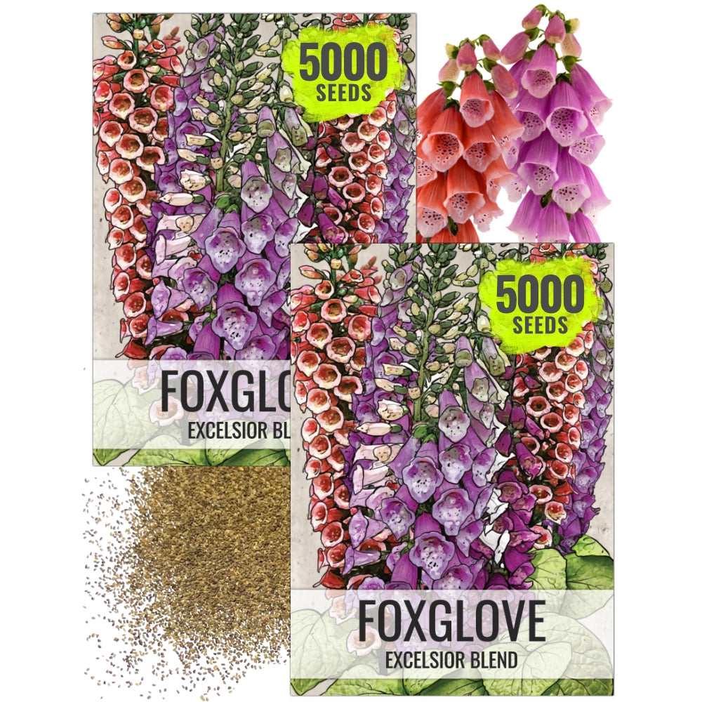 foxglove from seed to flower Excelsior Mixture Foxglove Seeds For Planting (Digitalis purpurea) – Seed  Needs LLC