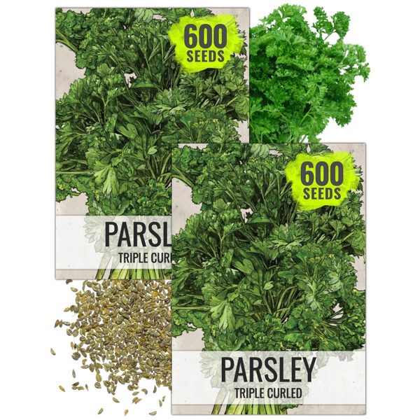 Triple Curled Parsley Seeds For Planting (Petroselinum crispum)
