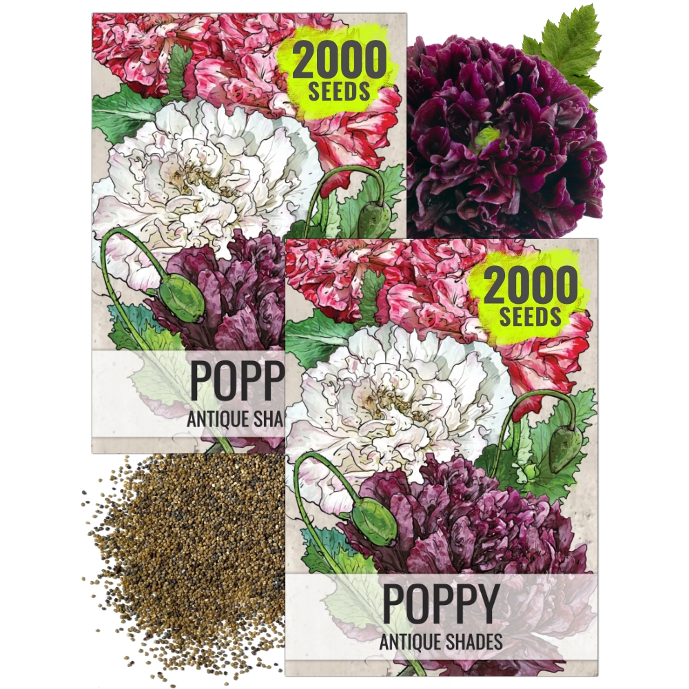 antique flower seeds Antique Shades Peony Poppy (Papaver paeoniflorum)