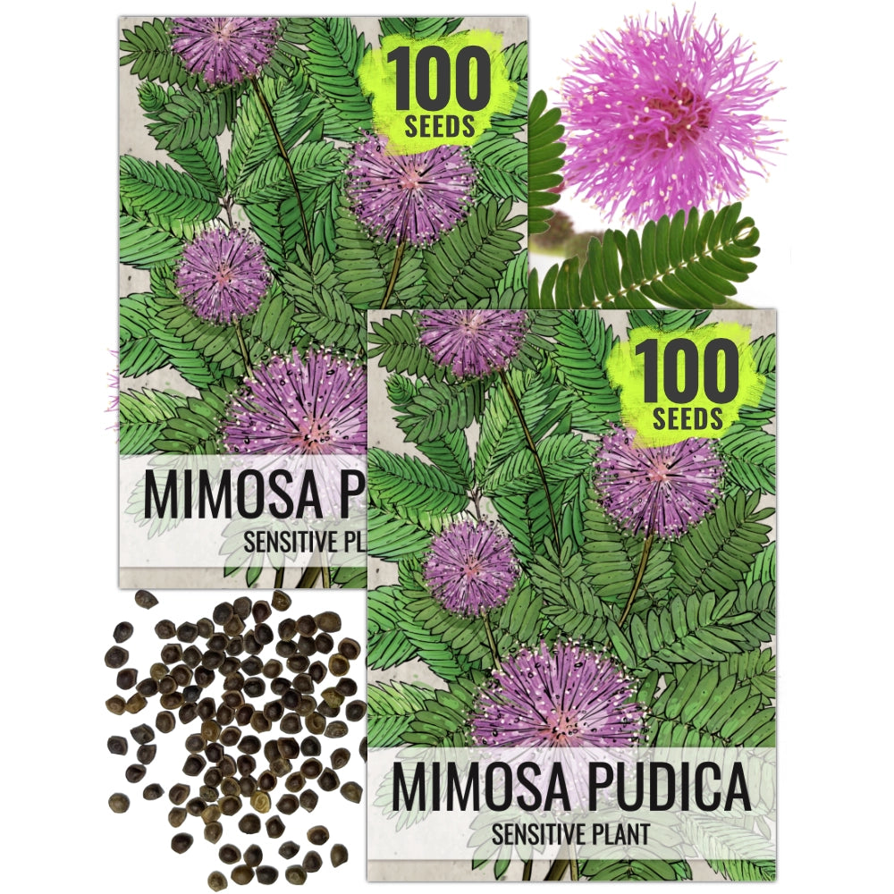 Sensitive Plant Seeds For Planting (Mimosa Pudica) Seed Needs – Seed Needs  LLC