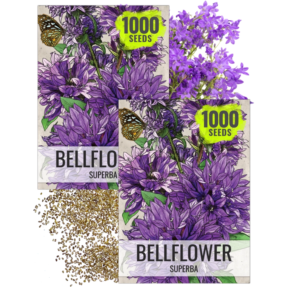 bell flower seeds Bellflower Superba Seeds For Planting (Campanula glomerata) Seed Needs – Seed Needs LLC