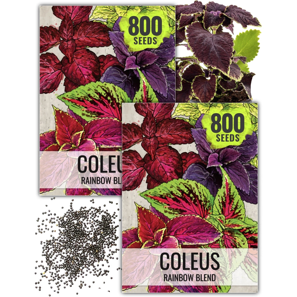 rainbow wildflower seeds Rainbow Coleus Seeds For Planting (Coleus blumei) Seed Needs – Seed Needs  LLC