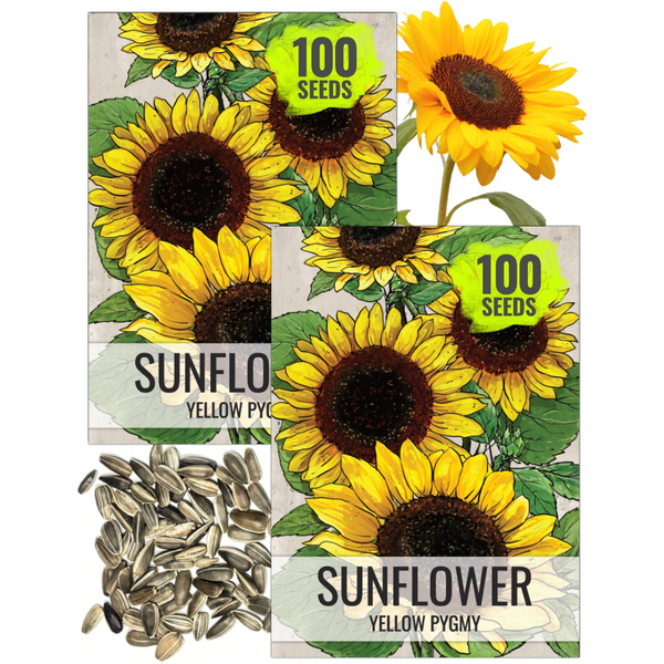 Yellow Pygmy Sunflower Seeds For Planting (Helianthus annuus)