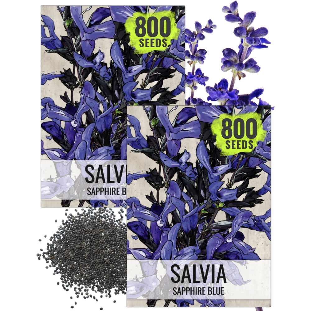 Sapphire Salvia Sage Seeds For Planting (Salvia farinacea) Seed