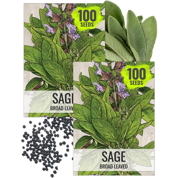 Sage Herb Seeds For Planting (Salvia officinalis)