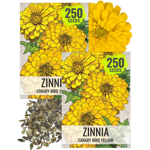 Canary Bird Zinnia Seeds For Planting (Zinnia elegans)