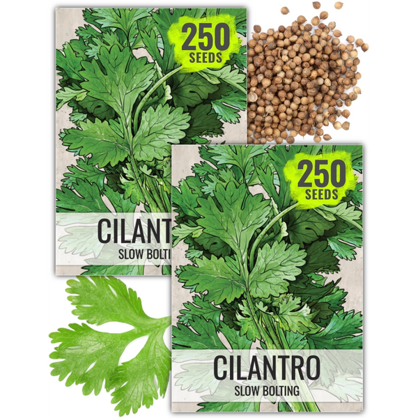 Cilantro Herb Seeds For Planting (Coriandrum sativum)
