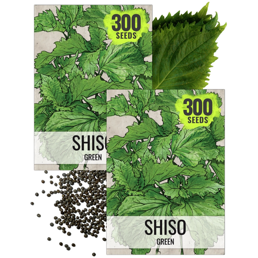 Green Shiso Seeds For Planting (Perilla frutescens) Seed Needs