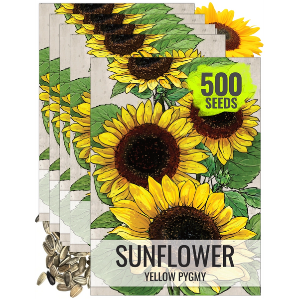 Yellow Pygmy Sunflower Seeds For Planting (Helianthus annuus)