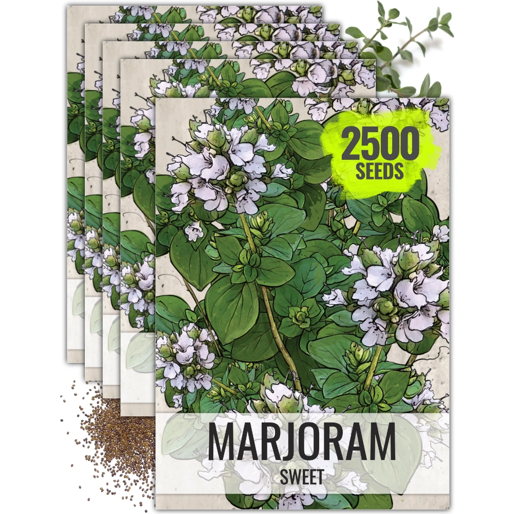marwa plant seeds Sweet Marjoram Herb Seeds For Planting (Origanum majorana) Seed Needs – Seed  Needs LLC