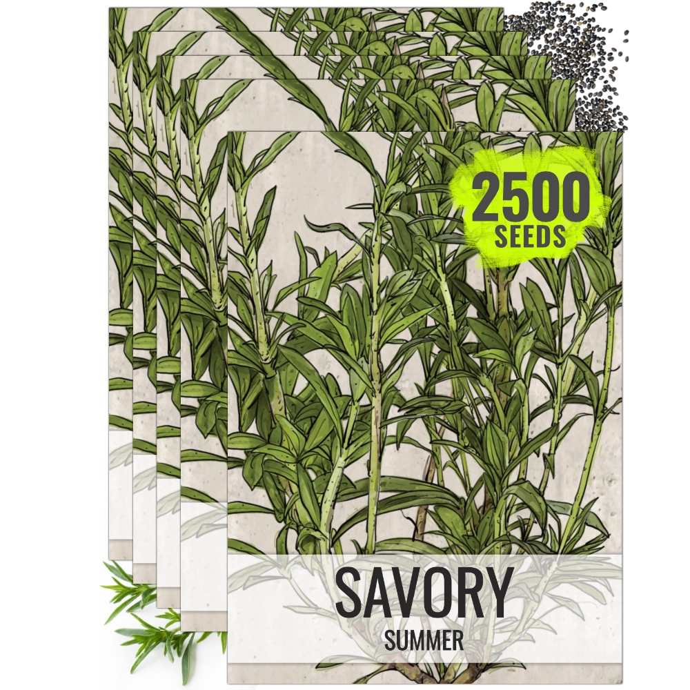 seeds to plant now for summer Summer Savory Herb Seeds For Planting (Satureja hortensis) – Seed Needs LLC