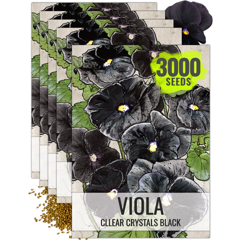 black flower seeds Clear Black Crystals Pansy Seeds For Planting (Viola x wittrockiana) – Seed Needs LLC