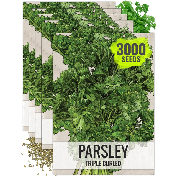 Triple Curled Parsley Seeds For Planting (Petroselinum crispum)