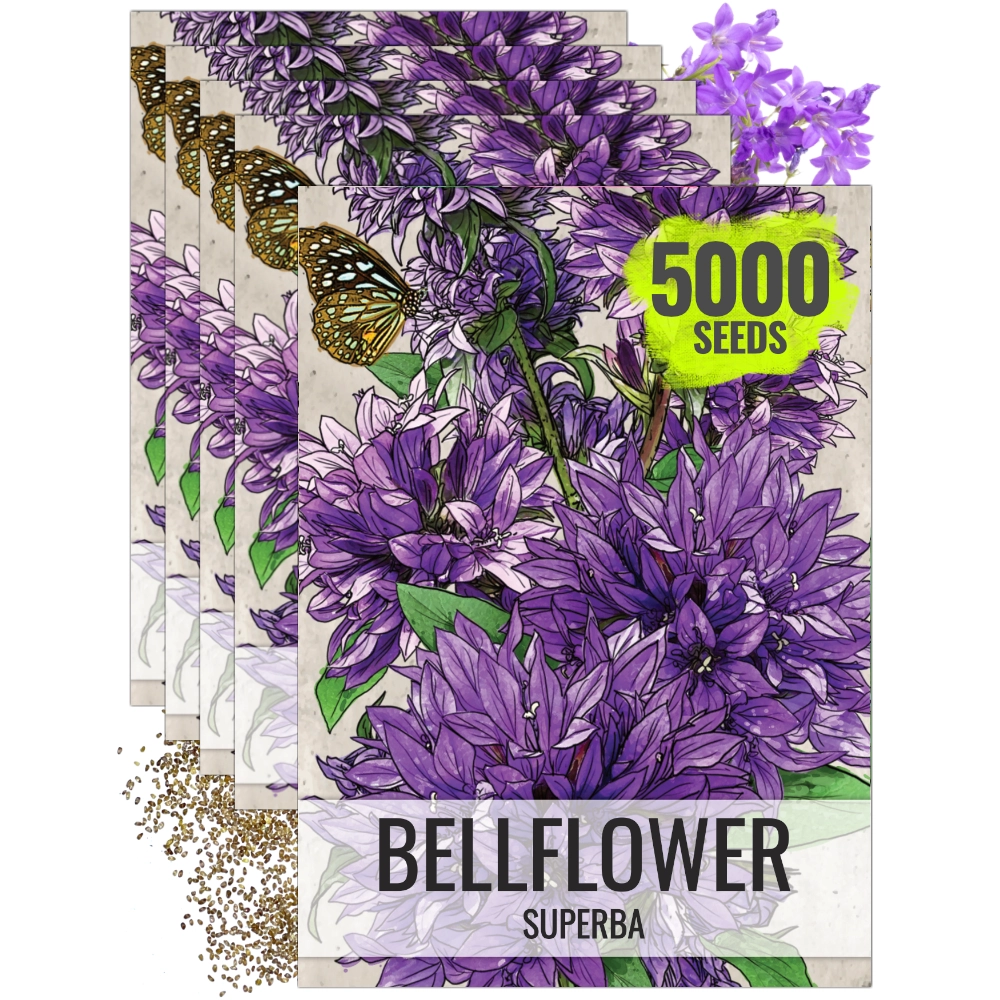 5boro flower seed Bellflower Superba Seeds For Planting (Campanula glomerata) Seed Needs – Seed Needs LLC