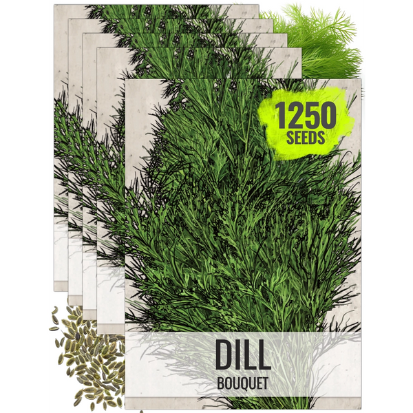 Dill Herb Seeds For Planting (Anethum graveolens)