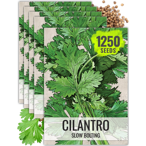 Cilantro Herb Seeds For Planting (Coriandrum sativum)