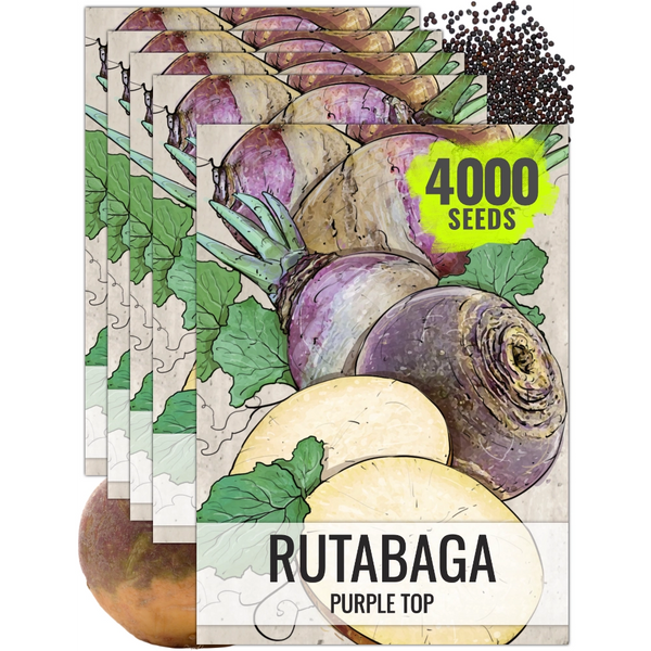Purple Top Rutabaga Seeds For Planting (Brassica napus)