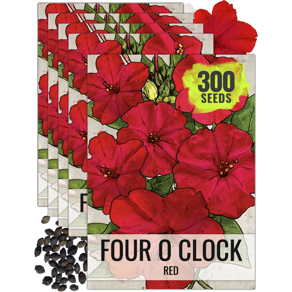5 o'clock flower seeds Red Four O' Clock Seeds For Planting (Mirabilis jalapa) Seed Needs – Seed  Needs LLC