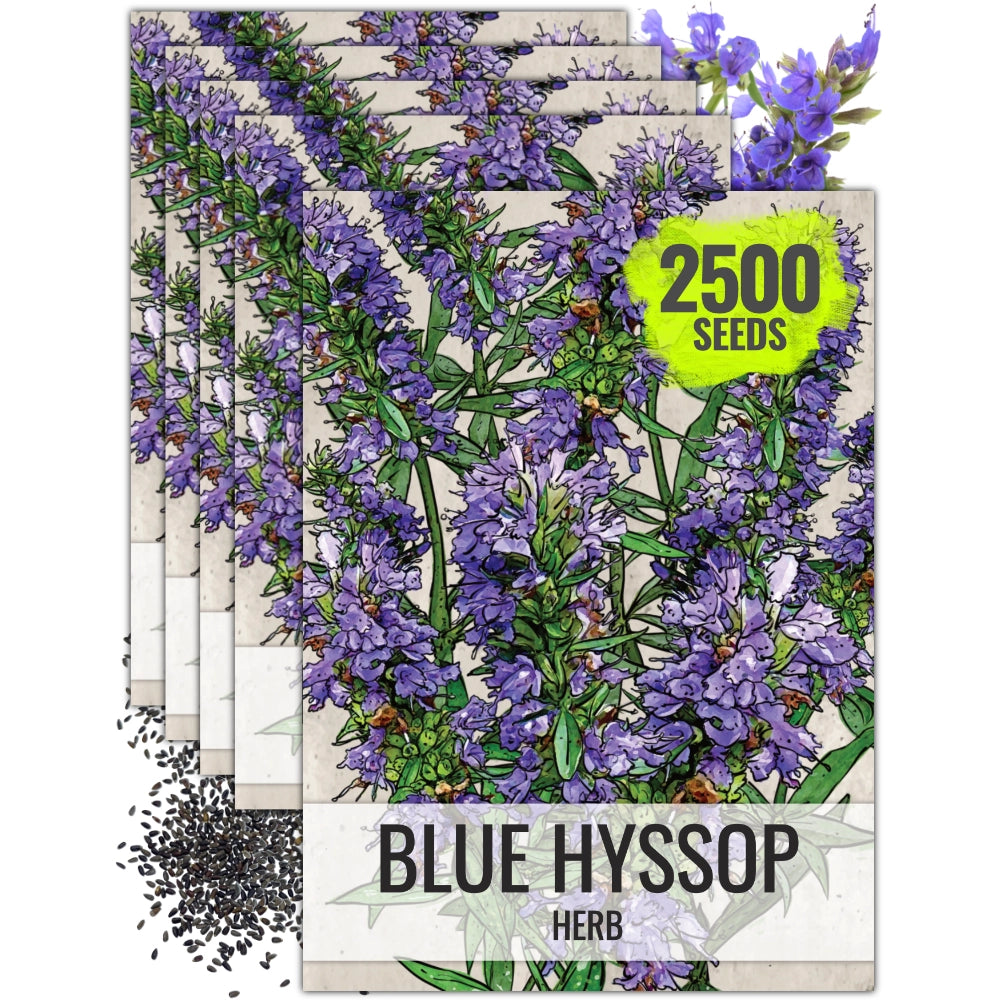lavender hyssop seeds Blue Hyssop Herb Seeds For Planting (Hyssopus officinalis) Seed Needs – Seed Needs LLC