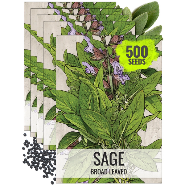 Sage Herb Seeds For Planting (Salvia officinalis)