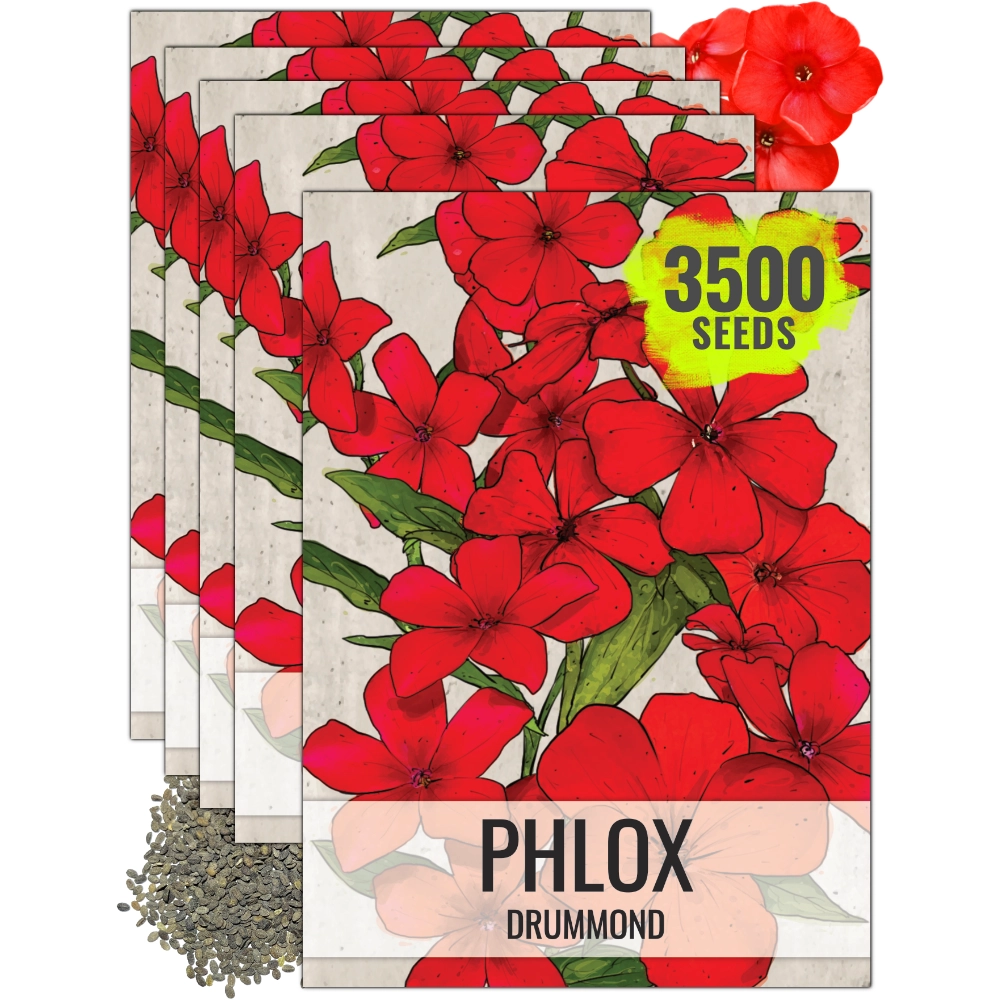 phlox from seed to flower Red Drummond Phlox Seeds For Planting (Phlox Drummondii) Seed Needs – Seed Needs LLC
