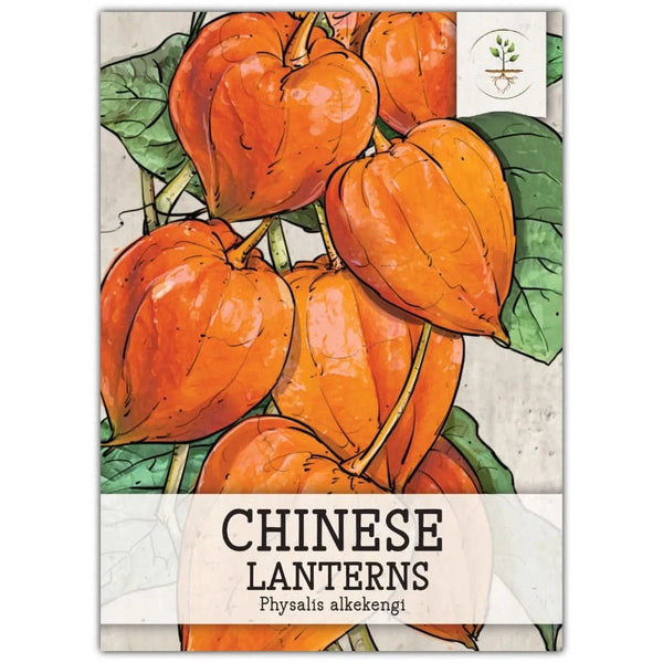 Chinese Lantern Seeds For Planting (Physalis alkekengi)