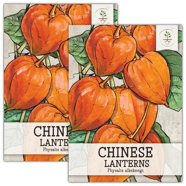 Chinese Lantern Seeds For Planting (Physalis alkekengi)