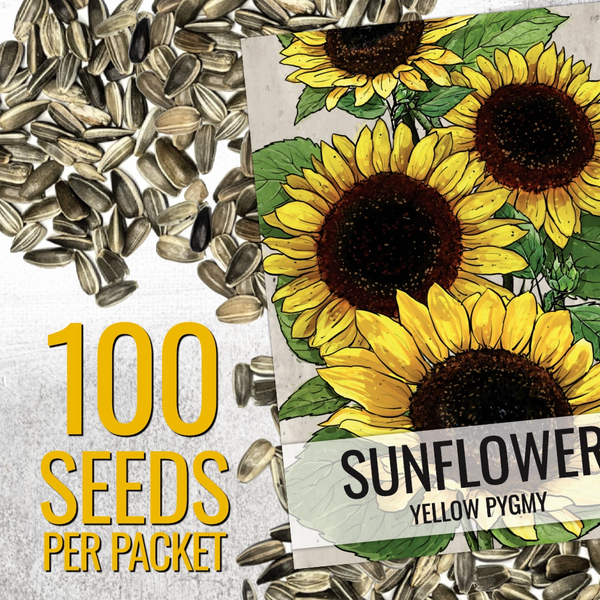 Yellow Pygmy Sunflower Seeds For Planting (Helianthus annuus)