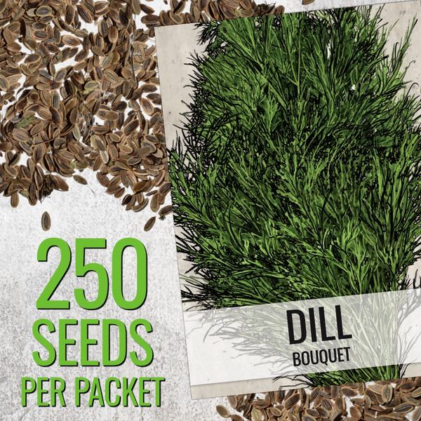 Dill Herb Seeds For Planting (Anethum graveolens)