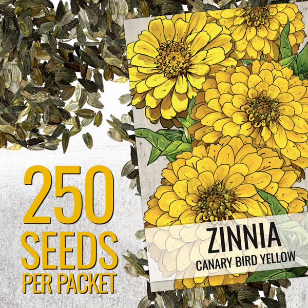 Canary Bird Zinnia Seeds For Planting (Zinnia elegans)
