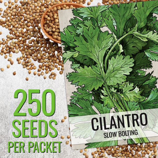 Cilantro Herb Seeds For Planting (Coriandrum sativum)