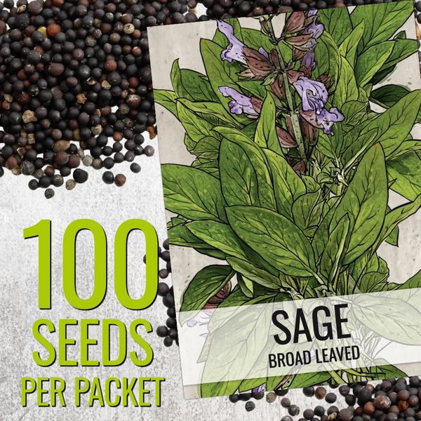 Sage Herb Seeds For Planting (Salvia officinalis)