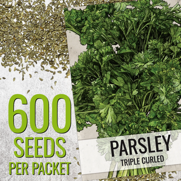 Triple Curled Parsley Seeds For Planting (Petroselinum crispum)