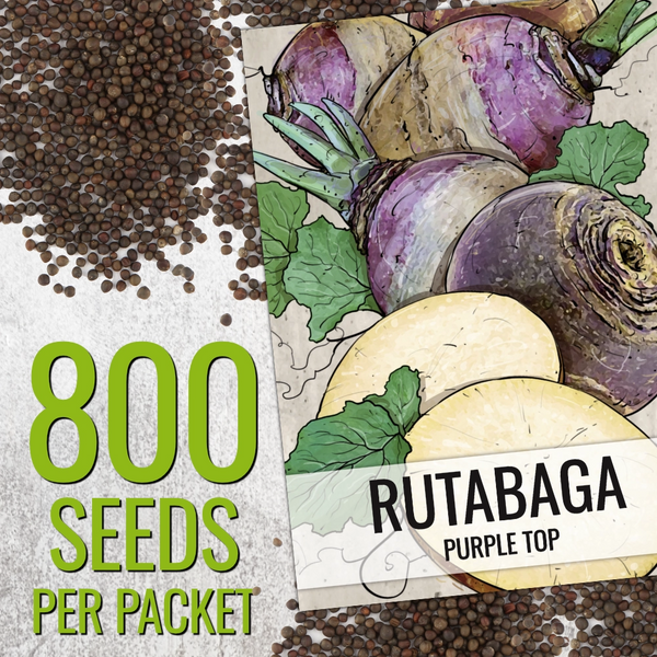Purple Top Rutabaga Seeds For Planting (Brassica napus)