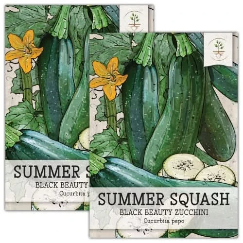 plant squash seeds Black Beauty Zucchini, Summer Squash (Cucurbita pepo)