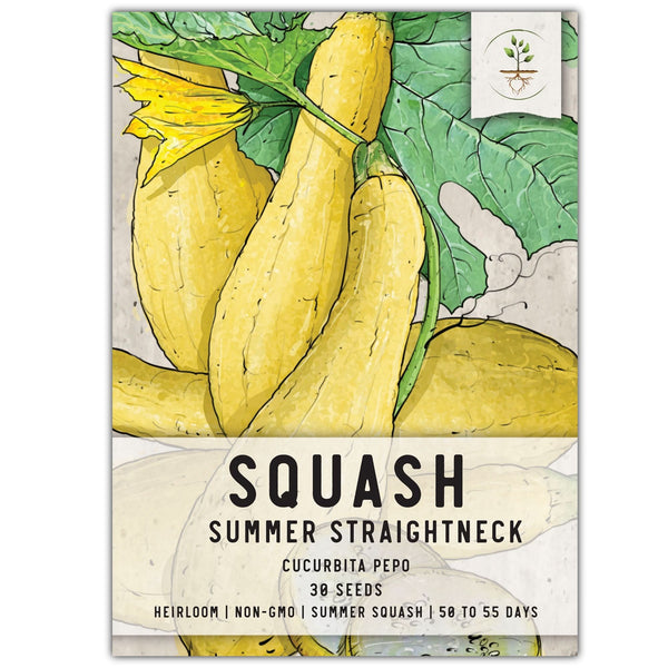 Early Prolific Straightneck Summer Squash Seeds For Planting (Cucurbita pepo)