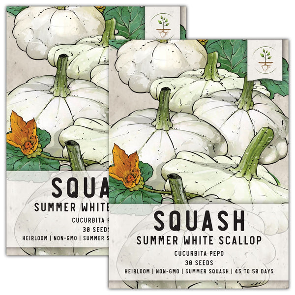 Early White Scallop Summer Squash Seeds For Planting (Cucurbita pepo)